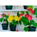 СЕМЕНА АБУТИЛОН КОМНАТНЫЙ КЛЕН 0,1 Г GL SEEDS СЕМЕНА АБУТИЛОН КОМНАТНЫЙ КЛЕН 0,1 Г GL SEEDS