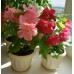 СЕМЕНА АБУТИЛОН КОМНАТНЫЙ КЛЕН 0,1 Г GL SEEDS СЕМЕНА АБУТИЛОН КОМНАТНЫЙ КЛЕН 0,1 Г GL SEEDS