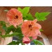 СЕМЕНА АБУТИЛОН КОМНАТНЫЙ КЛЕН 0,1 Г GL SEEDS СЕМЕНА АБУТИЛОН КОМНАТНЫЙ КЛЕН 0,1 Г GL SEEDS