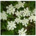 СЕМЕНА АНИС АЖУРНЫЙ, 0,5 Г GL SEEDS