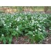 СЕМЕНА ДИКИЙ ЧЕСНОК ЧЕРЕМША, 0,1 Г GL SEEDS СЕМЕНА ДИКИЙ ЧЕСНОК ЧЕРЕМША, 0,1 Г GL SEEDS