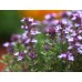 СЕМЕНА ТИМЬЯН (ЧАБРЕЦ) "БОГОРОДСКАЯ ТРАВА", 0,15 Г GL SEEDS