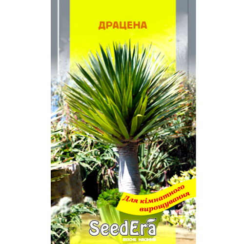 СЕМЕНА ДРАЦЕНА 2 ШТ. SEEDERA