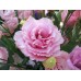 СЕМЕНА ЭУСТОМА "РОЗИ ПИНК", 5 ШТ GL SEEDS СЕМЕНА ЭУСТОМА "РОЗИ ПИНК", 5 ШТ GL SEEDS