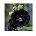СЕМЕНА МАЛЬВА "БАГИРА ЧЕРНАЯ", 0,5 Г GL SEEDS СЕМЕНА МАЛЬВА "БАГИРА ЧЕРНАЯ", 0,5 Г GL SEEDS
