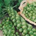 СЕМЕНА КАПУСТА БРЮССЕЛЬСКАЯ "ГЕРКУЛЕС" 1 Г GL SEEDS
