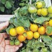 СЕМЕНА ТОМАТ БАЛКОННЫЙ ЖЕЛТЫЙ, 10 ШТ SEEDERA СЕМЕНА ТОМАТ БАЛКОННЫЙ ЖЕЛТЫЙ, 10 ШТ SEEDERA