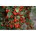 СЕМЕНА ЯГОДЫ ГОДЖИ, 0,01 Г SEEDERA