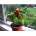 СЕМЕНА ТОМАТ "БАЛКОННОЕ ЧУДО", 0,1 Г GL SEEDS