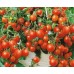 СЕМЕНА ТОМАТ "БАЛКОННОЕ ЧУДО", 0,1 Г GL SEEDS