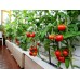 СЕМЕНА ТОМАТ "БАЛКОННОЕ ЧУДО", 0,1 Г GL SEEDS