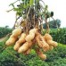 СЕМЕНА АРАХИС ИСПАНСКИЙ 344, 5 ШТ GL SEEDS
