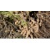 СЕМЕНА АРАХИС ИСПАНСКИЙ 344, 5 ШТ GL SEEDS