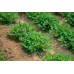 СЕМЕНА АРАХИС ИСПАНСКИЙ 344, 5 ШТ GL SEEDS