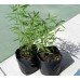 СЕМЕНА ЭСТРАГОН "БАЙКАЛ" 0,1 Г GL SEEDS
