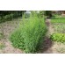 СЕМЕНА ЭСТРАГОН "БАЙКАЛ" 0,1 Г GL SEEDS