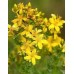 СЕМЕНА ЗВЕРОБОЙ "ОПТИМИСТ", 0,1 Г GL SEEDS