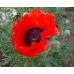 СЕМЕНА МАК ВОСТОЧНЫЙ "СУЛТАН", 0,1 Г GL SEEDS