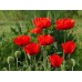 СЕМЕНА МАК ВОСТОЧНЫЙ "СУЛТАН", 0,1 Г GL SEEDS