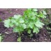 СЕМЕНА КОРИАНД "ЯНТАРЬ", 4 Г GL SEEDS
