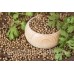 СЕМЕНА КОРИАНД "ЯНТАРЬ", 4 Г GL SEEDS