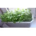 СЕМЕНА ПЕТРУШКА БАЛКОННАЯ, 3 Г GL SEEDS