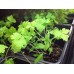 СЕМЕНА ПЕТРУШКА БАЛКОННАЯ, 3 Г GL SEEDS