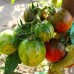 СЕМЕНА ТОМАТ "ФАБЕРЖЕ", 0,1 Г GL SEEDS СЕМЕНА ТОМАТ "ФАБЕРЖЕ", 0,1 Г GL SEEDS