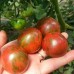 СЕМЕНА ТОМАТ "ФАБЕРЖЕ", 0,1 Г GL SEEDS СЕМЕНА ТОМАТ "ФАБЕРЖЕ", 0,1 Г GL SEEDS