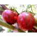 СЕМЕНА ТОМАТ "ФАБЕРЖЕ", 0,1 Г GL SEEDS СЕМЕНА ТОМАТ "ФАБЕРЖЕ", 0,1 Г GL SEEDS
