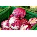 СЕМЕНА САЛАТ "ПАЛА РОССА", 1 Г GL SEEDS СЕМЕНА САЛАТ "ПАЛА РОССА", 1 Г GL SEEDS