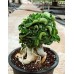 СЕМЕНА АДЕНИУМ MEDUSA, СМЕСЬ, 2 ШТ
