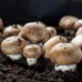 МИЦЕЛИЙ СУХОЙ ЗЕРНОВОЙ ШАМПИНЬОН КОРОЛЕВСКИЙ, 100 Г