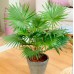 КУПИТЬ СЕМЕНА ПАЛЬМЫ ЛИВИСТОНА, 5 ШТ GL SEEDS