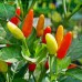 СЕМЕНА ПЕРЕЦ ДЕКОРАТИВНЫЙ ОРАНЖЕВОЕ ЧУДО 0,1 Г GL SEEDS