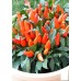 СЕМЕНА ПЕРЕЦ ДЕКОРАТИВНЫЙ ОРАНЖЕВОЕ ЧУДО 0,1 Г GL SEEDS