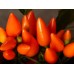 СЕМЕНА ПЕРЕЦ ДЕКОРАТИВНЫЙ ОРАНЖЕВОЕ ЧУДО 0,1 Г GL SEEDS