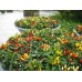 СЕМЕНА ПЕРЕЦ ДЕКОРАТИВНЫЙ ОРАНЖЕВОЕ ЧУДО 0,1 Г GL SEEDS