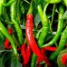 КУПИТЬ СЕМЕНА ПЕРЕЦ СИГАРЕТА ДИ БЕРГАМО КУПИТЬ СЕМЕНА ПЕРЕЦ СИГАРЕТА ДИ БЕРГАМО