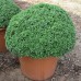 СЕМЕНА БАЗИЛИК "БУШ", 0,5 Г LEDAAGRO