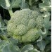 СЕМЕНА КАПУСТА БРОККОЛИ "АГАССИ F1", 10 ШТ LEDAAGRO