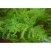 СЕМЕНА АСПАРАГУС КОМНАТНЫЙ, 5 ШТ. LEDAAGRO СЕМЕНА АСПАРАГУС КОМНАТНЫЙ, 5 ШТ. LEDAAGRO