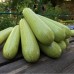 СЕМЕНА КАБАЧОК "ТАРАС F1", 5 ШТ GL SEEDS