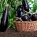 СЕМЕНА БАКЛАЖАН ЧЕРНЫЙ ОПАЛ 0,3 Г GL SEEDS