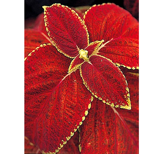 СЕМЕНА КОЛЕУС "RUSTIC RED" 5 ШТ PANAMERICAN