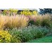 СЕМЕНА ЦВЕТОЧНАЯ СМЕСЬ "ДЕКОРАТИВНЫЕ ЗЛАКИ" 0,5 Г GL SEEDS