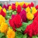 СЕМЕНА ЦЕЛОЗИЯ "ПАМПАС ПЛЮМЕ", 0,2 Г GL SEEDS