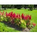 СЕМЕНА ЦЕЛОЗИЯ "ПАМПАС ПЛЮМЕ", 0,2 Г GL SEEDS
