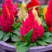 СЕМЕНА ЦЕЛОЗИЯ "ПАМПАС ПЛЮМЕ", 0,2 Г GL SEEDS