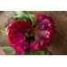 СЕМЕНА ЦЕЛОЗИЯ "КОРАЛ ГАРДЕН", 0,25 Г GL SEEDS СЕМЕНА ЦЕЛОЗИЯ "КОРАЛ ГАРДЕН", 0,25 Г GL SEEDS